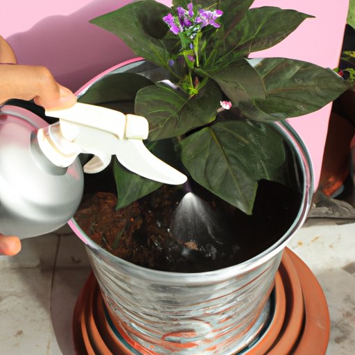 How to Water and Fertilize Aluminum Plants