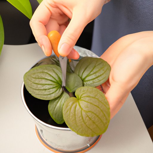 How to Care for a Pilea Aluminum Plant