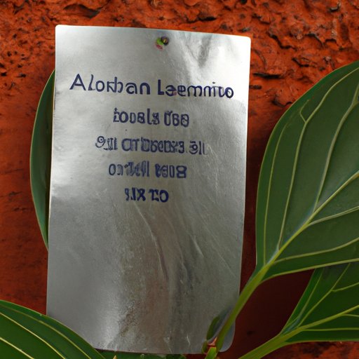 Exploring the Aluminum Plant Botanical Name: A Comprehensive Guide